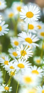 Vibrant white daisies against lush green foliage for a fresh mobile wallpaper.