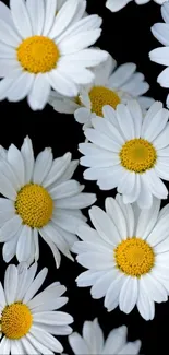 White daisies with yellow centers on black background.