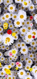 White daisy flowers with bright yellow centers covering the screen.