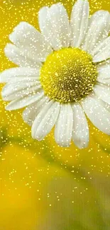 Close-up of a white daisy with a bright yellow center against a soft yellow background.