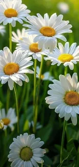 White daisies with yellow centers amidst green grass