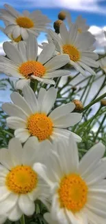 Lovely daisies with a clear blue sky backdrop.