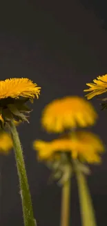 Yellow dandelion flowers against a dark background.