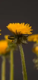 Bright yellow dandelions against a dark backdrop, perfect for phone wallpaper.