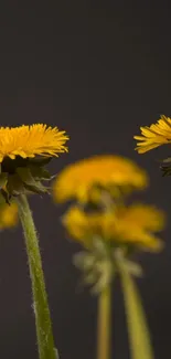 Vibrant yellow dandelions with dark background for mobile wallpaper.