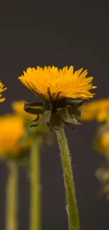 Yellow dandelions on dark background mobile wallpaper.