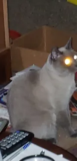 A cat with glowing eyes sits alert in a dimly lit room.