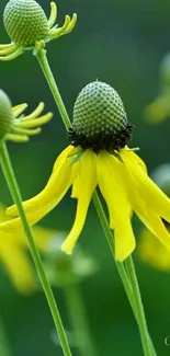 Yellow flowers on a green background mobile wallpaper.