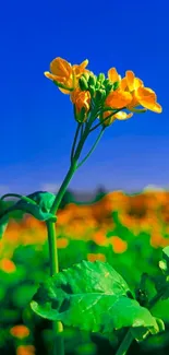 Brilliant yellow flower with blue sky backdrop on mobile wallpaper.