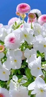 White and pink flowers against a blue sky wallpaper.