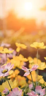 Sunset over vibrant flower field with pink and yellow blooms.