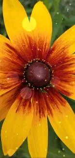 Vibrant yellow flower with red center in a lush green garden.