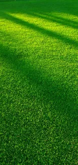 Vibrant green grass mobile wallpaper.