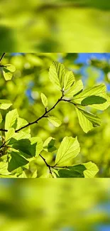 Bright green leaves with sunlight on a mobile wallpaper.