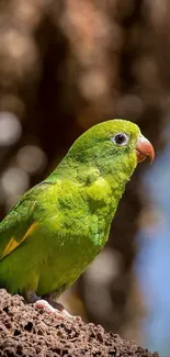 Green parrot perched on a tree.