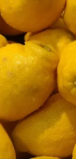 Cluster of vibrant yellow lemons for a fresh wallpaper