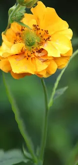 Vibrant orange flower against lush green backdrop.