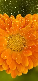 Vibrant orange flower with green leaves background.