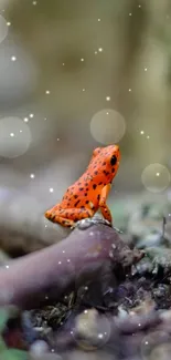 A vibrant orange frog on a forest floor background.