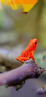 Orange frog perched on a branch with a blurred nature background.