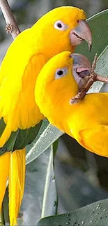 Two vibrant yellow parrots perched on green leaves in a vivid smartphone wallpaper.