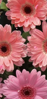 Pink gerbera daisies in vibrant bloom, perfect for mobile wallpaper.