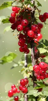 Bright red berries clustered on a leafy branch in a natural setting.