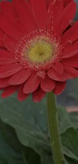 Vibrant red flower with green leaves.