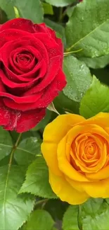 Red and yellow roses with green leaves.