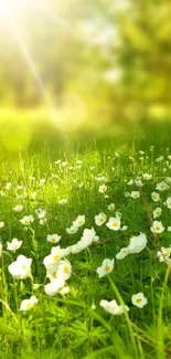 Lush green meadow with white flowers under bright sunlight.