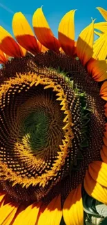 Close-up of a vibrant sunflower with bright yellow petals and clear blue sky.