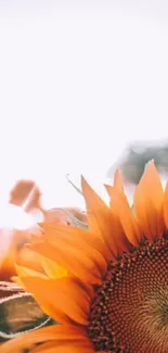 Close-up of bright orange sunflower in sunlight on a blurred background.