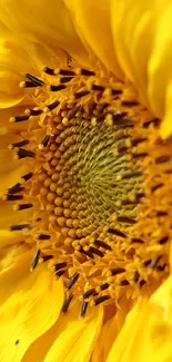 Close-up image of a vibrant yellow sunflower with detailed petals.