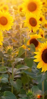 Vibrant sunflower field under a bright sunny sky, ideal for nature-themed decor.