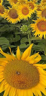 Sunflower field with vibrant yellow petals and lush green leaves.