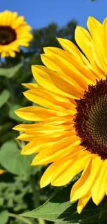 Closeup of a vibrant sunflower in a sunny field.