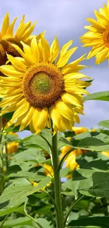 Vibrant sunflowers reaching up to a clear blue sky in a sunny field.