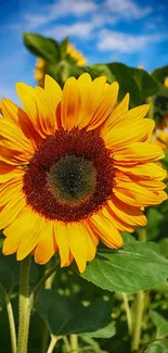 Sunflower in field under clear blue sky.