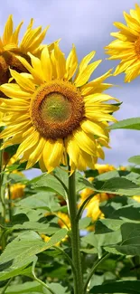 Sunny sunflower field with bright yellow blooms under a clear sky.