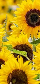 Bright sunflower field wallpaper with vibrant yellow blooms against a green backdrop.