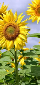 Mobile wallpaper with bright sunflowers against a clear sky.