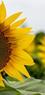 A vibrant mobile wallpaper featuring bright sunflowers in full bloom.