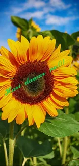 Bright sunflower against blue sky and green leaves.