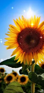 Sunflower in a bright blue sky with shining sunlight.