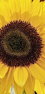 Close-up image of a vibrant sunflower with bright yellow petals.