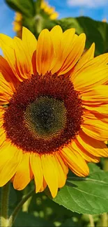 Vibrant sunflower with yellow petals and green leaves in a sunny setting.