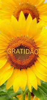 Bright sunflower with 'GRATIDAO' text overlay against a blue sky.