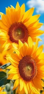 Vibrant sunflowers against a clear blue sky.