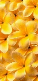 Vibrant yellow flower wallpaper with dewdrops, perfect for a lively phone background.