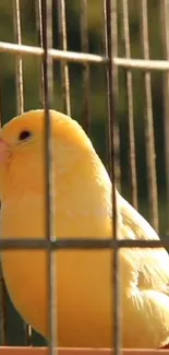 Vibrant yellow bird perched in a cage, glowing in sunlight.